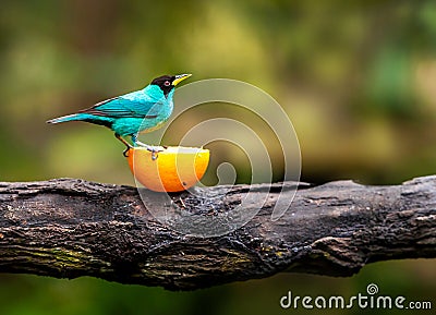 Yellow bird sitting