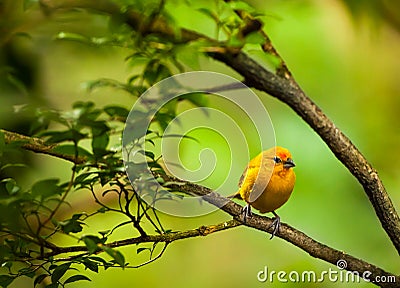 Yellow bird