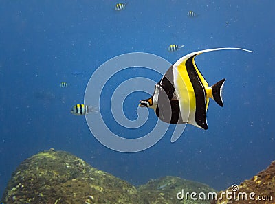 Yellow, black, white striped tropical fish swim Castle Rock Reef