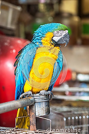 Yellow and blue macaw at Yuen Po Street bird market, Hong Kong