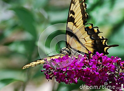 Yellow Butterfly on Butterfly Bush