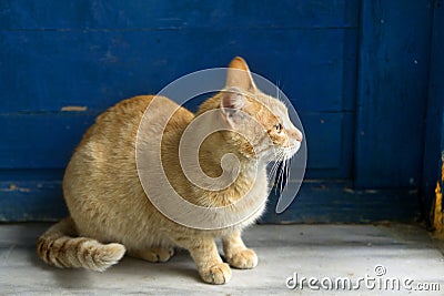 A yellow cat sitting