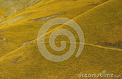 Yellow colored dry hill with sheep.