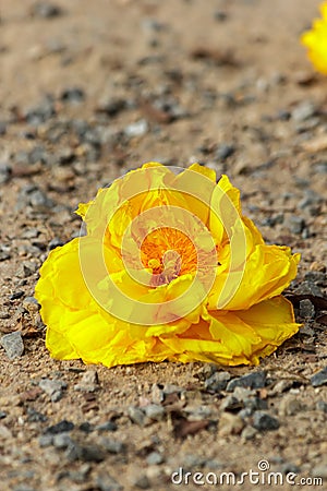 Yellow cotton flower