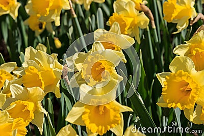 Yellow daffodils