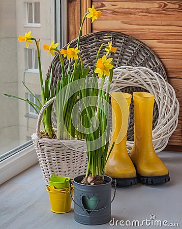 Yellow daffodils and yellow rubber boots