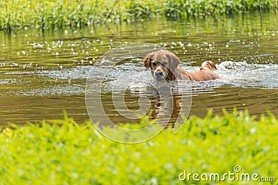 A swimming dog