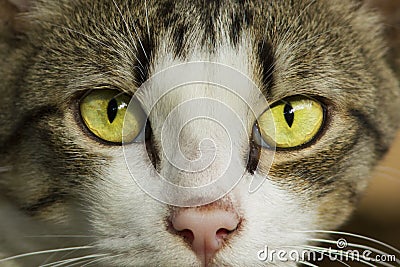 Yellow eyes cat portrait