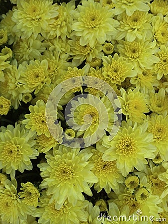 Yellow fall mums