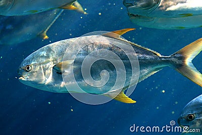 Yellow fin pompano