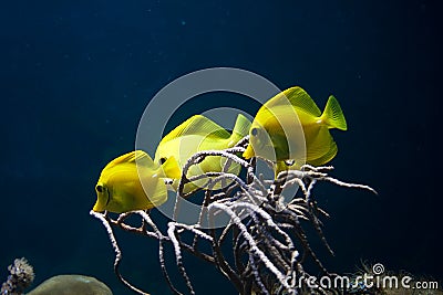 Yellow fish