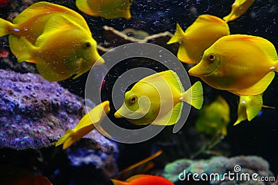 Yellow fish