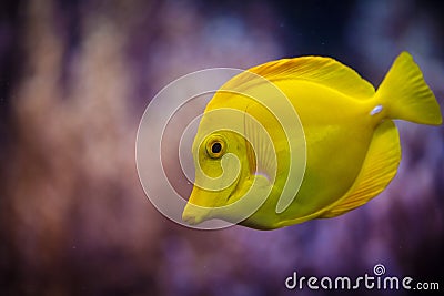 Yellow Fish