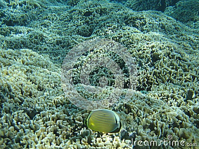 Yellow Fish and Coral