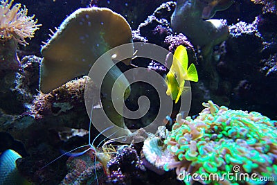 Yellow fish and coral