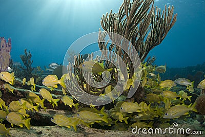 Yellow Fish and Coral