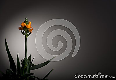 Yellow flower with black& white background