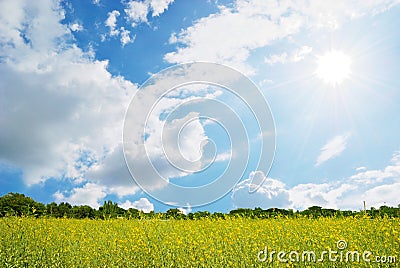 Yellow Flower field, blue sky and sun.