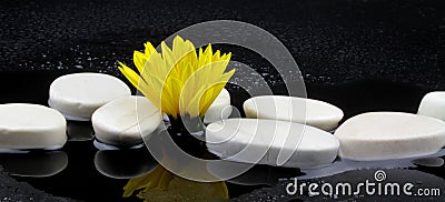 Yellow flower and white stones with water on black