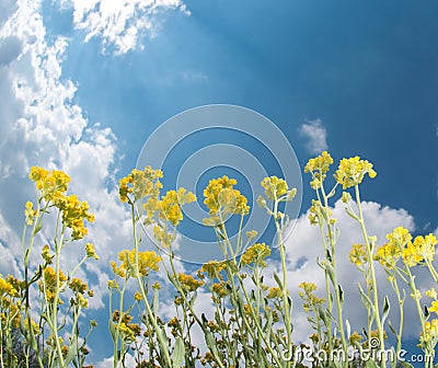 Yellow flowers