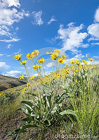 Yellow flowers and blue sky with puffy clouds