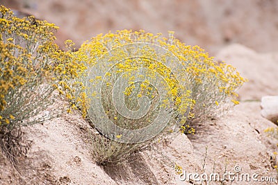 Yellow flowers desert