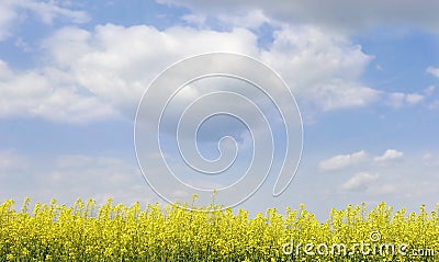 Yellow flowers on sky background