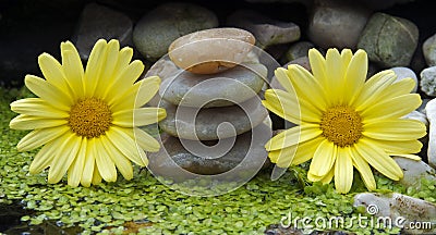 Yellow flowers and stones