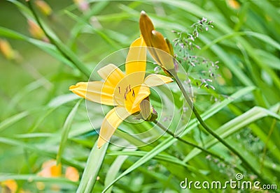 Yellow Garden lily