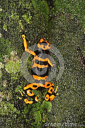 Yellow-headed Poison Frog 4