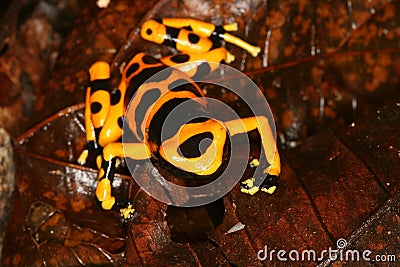 Yellow-headed Poison Frog 5