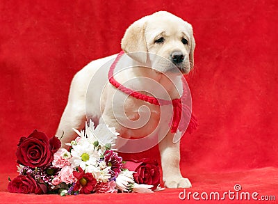 Yellow labrador puppy with flowers