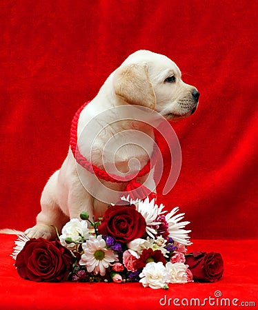 Yellow labrador puppy with flowers