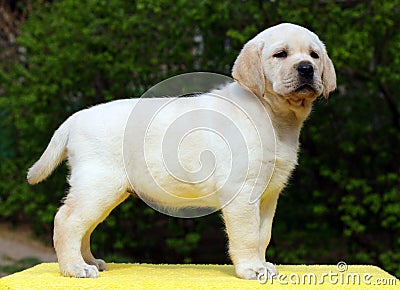 Yellow labrador puppy standing on yellow background