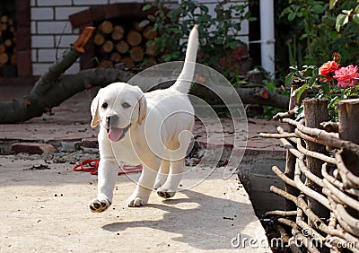 Yellow labrador puppy in the yard