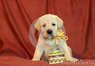 Yellow labrador puppy in yellow ribbon