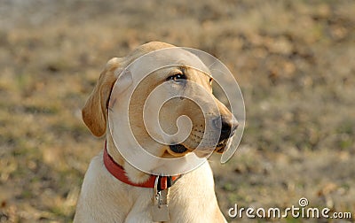 Yellow Labrador Retriever