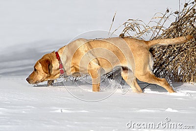 Yellow Labrador Retriever tracking