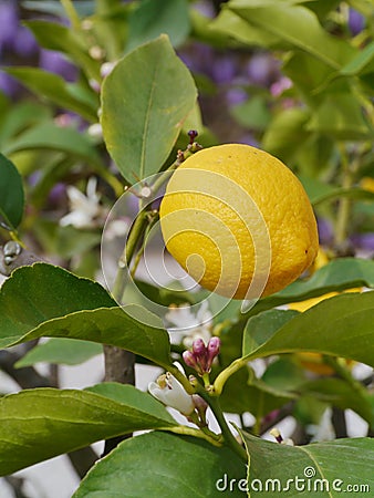 A yellow lemon in a tree