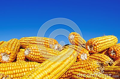 Yellow maize under blure sky