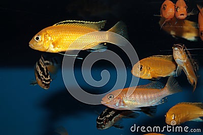 Yellow morph of Labidochromis caeruleus aquarium fish