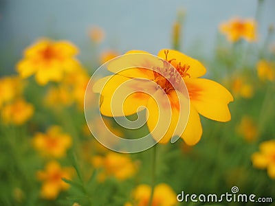 Yellow and orange flower