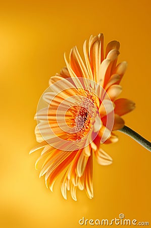 Yellow orange gerbera flower