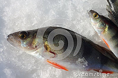 Fish leech on a perch