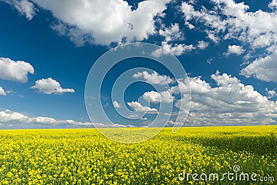 Yellow rapeseed field and blue sky, beautiful spring landscape