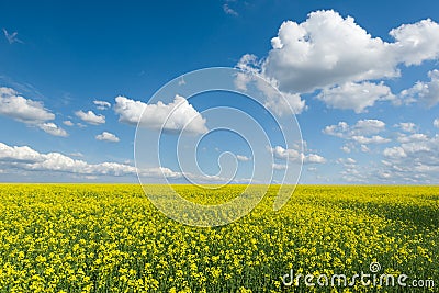 Yellow rapeseed field and blue sky