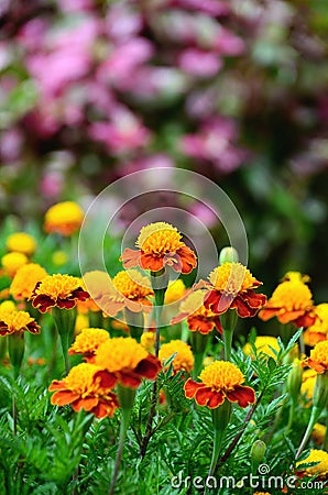 Yellow and red flower in the garden Purple flowers background