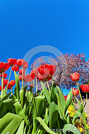 Yellow and red tulips