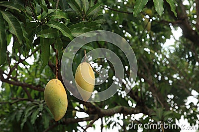 Yellow ripe mangoes hanging on the tree