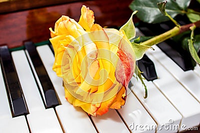 Yellow rose on piano